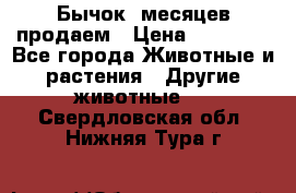 Бычок 6месяцев продаем › Цена ­ 20 000 - Все города Животные и растения » Другие животные   . Свердловская обл.,Нижняя Тура г.